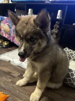 Percy, a male Siberian Husky for sale in Lexington, NC – 3 of 4
