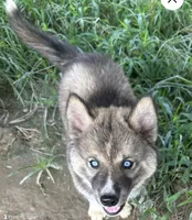 Percy, a male Siberian Husky for sale in Lexington, NC – 1 of 4
