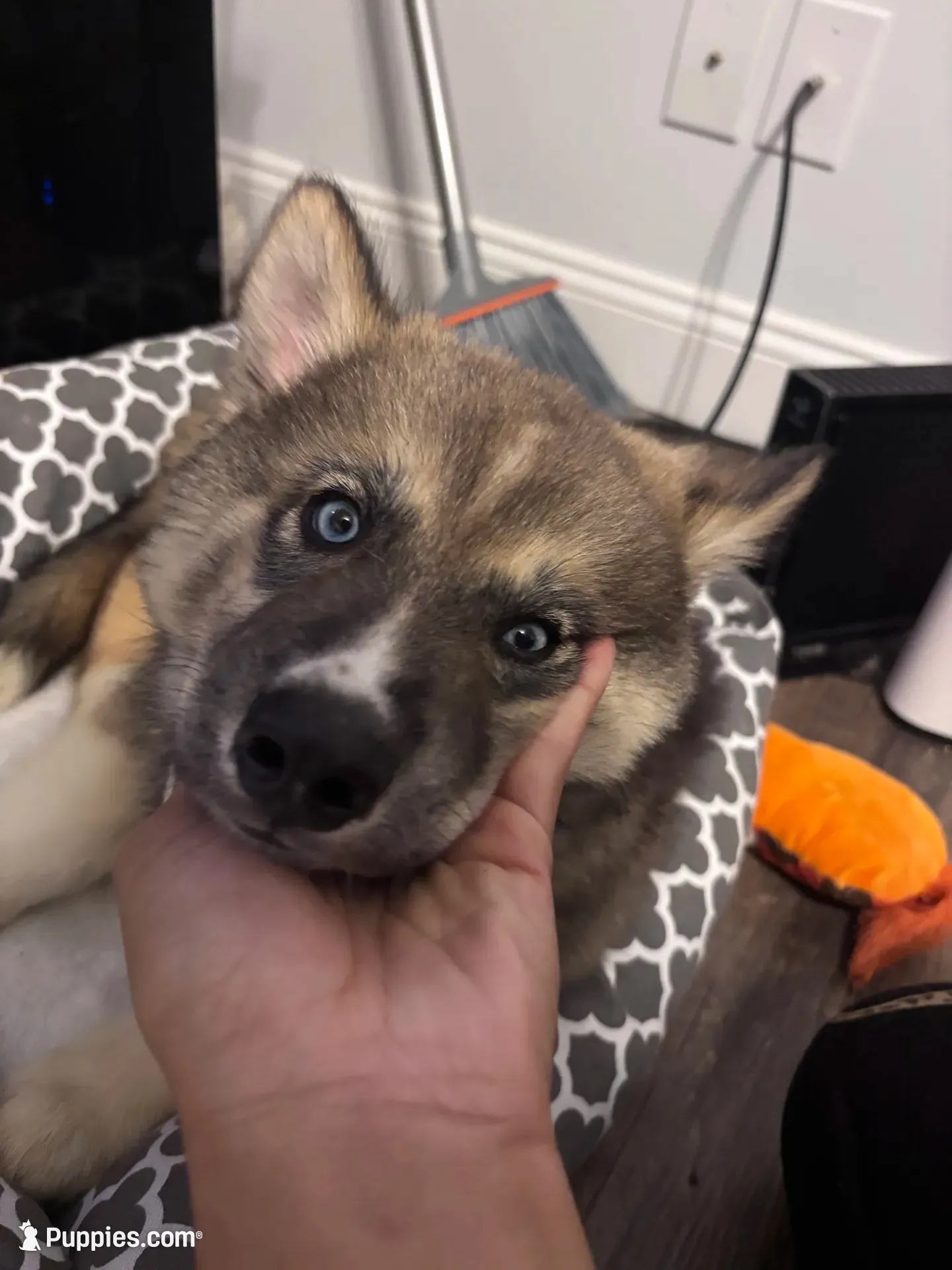 Percy, a male Siberian Husky for sale in Lexington, NC – 2 of 4