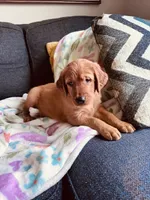 Mr. Churro, a male Golden Retriever for sale in Spring Hill, FL – 3 of 6
