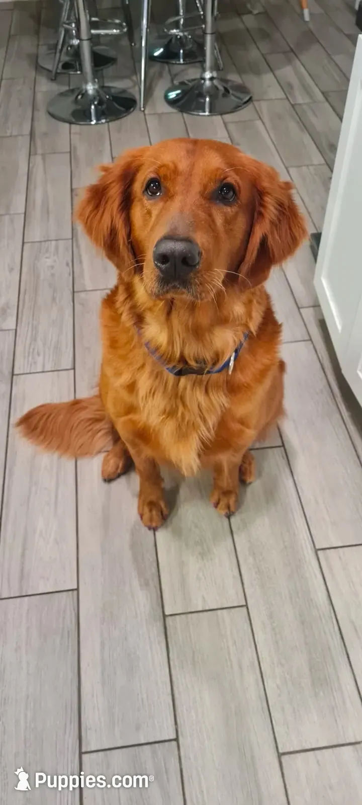 Miss. Strawberry Rose, a female Golden Retriever for sale in Spring Hill, FL – 4 of 10