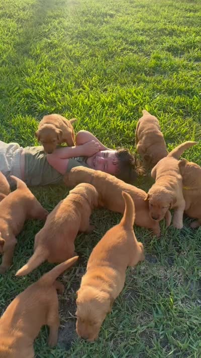 Miss. Strawberry Rose, a female Golden Retriever for sale in Spring Hill, FL – 10 of 10