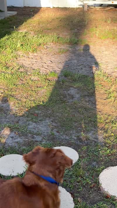 Mr. Tomato, a male Golden Retriever for sale in Spring Hill, FL – 9 of 9