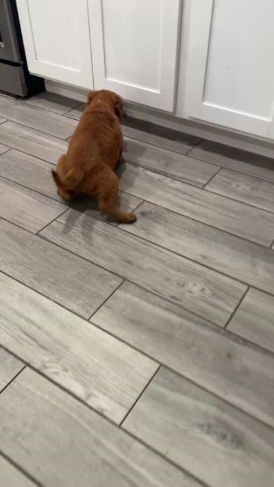 Miss Lemon 🍋 , a female Golden Retriever for sale in Spring Hill, FL – 3 of 6