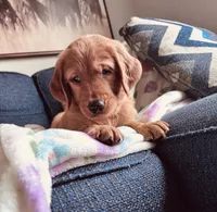 Mr. Churro, a male Golden Retriever for sale in Spring Hill, FL – 1 of 6