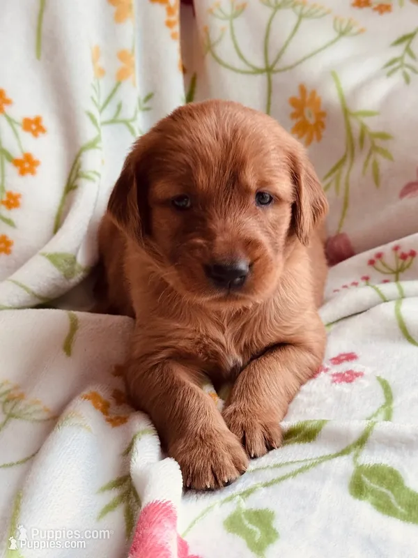 Miss. Strawberry Rose – Golden Retriever puppy for sale in Spring Hill, FL