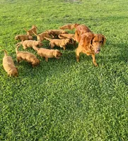 Mr. Tomato, a male Golden Retriever for sale in Spring Hill, FL – 5 of 9