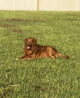 Miss. Strawberry Rose, a female Golden Retriever for sale in Spring Hill, FL – 7 of 10