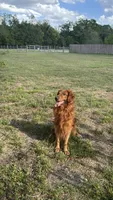 Miss. Strawberry Rose, a female Golden Retriever for sale in Spring Hill, FL – 8 of 10