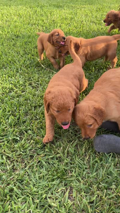 Mr. Tomato, a male Golden Retriever for sale in Spring Hill, FL – 6 of 9