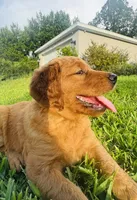 Mr. Tomato, a male Golden Retriever for sale in Spring Hill, FL – 3 of 9