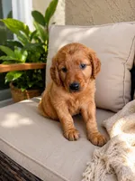 Miss Lemon 🍋 , a female Golden Retriever for sale in Spring Hill, FL – 2 of 6