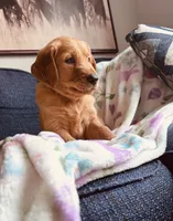 Mr. Churro, a male Golden Retriever for sale in Spring Hill, FL – 2 of 6