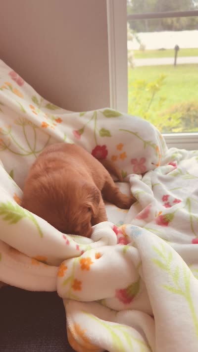 Miss. Strawberry Rose, a female Golden Retriever for sale in Spring Hill, FL – 9 of 10