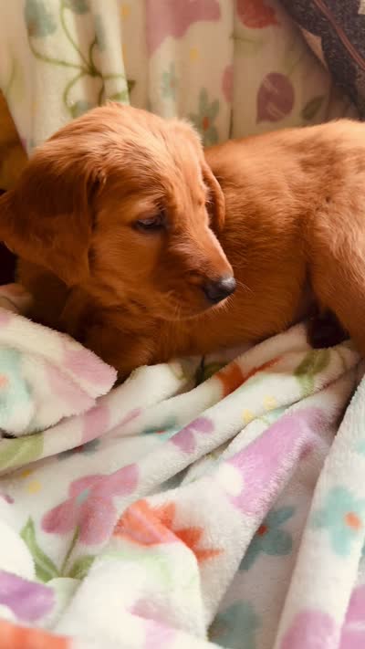 Mr. Churro, a male Golden Retriever for sale in Spring Hill, FL – 4 of 6