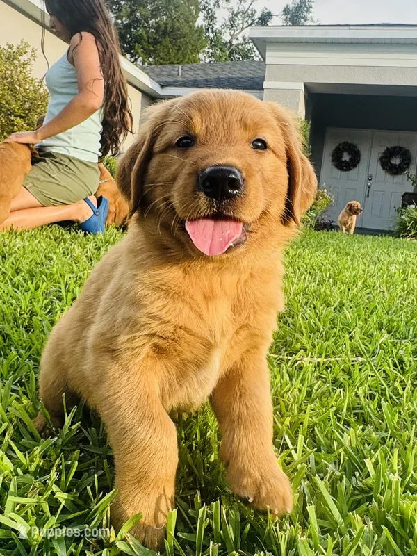 Mr. Tomato – Golden Retriever puppy for sale in Spring Hill, FL