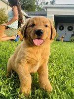 Mr. Tomato, a male Golden Retriever for sale in Spring Hill, FL – 2 of 9