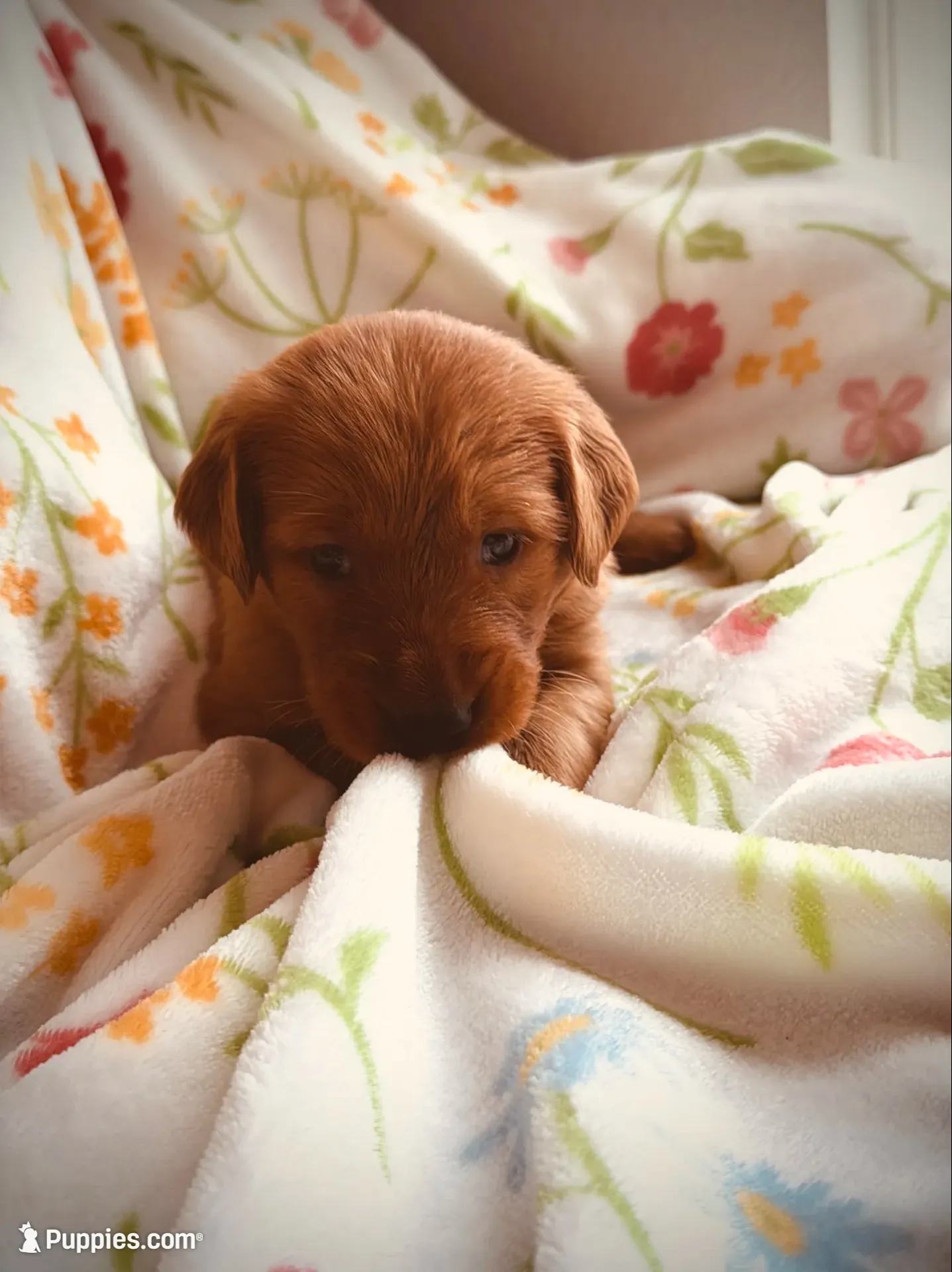 Miss. Strawberry Rose, a female Golden Retriever for sale in Spring Hill, FL – 3 of 10