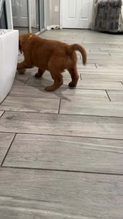Miss Lemon 🍋 , a female Golden Retriever for sale in Spring Hill, FL – 4 of 6