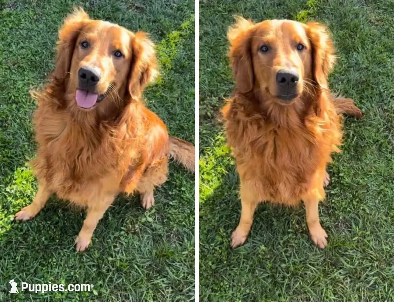 Miss. Strawberry Rose, a female Golden Retriever for sale in Spring Hill, FL – 5 of 10