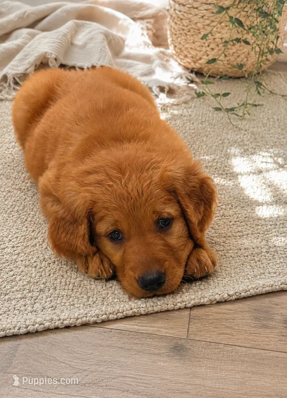 Miss Lemon 🍋  – Golden Retriever puppy on hold in Spring Hill, FL