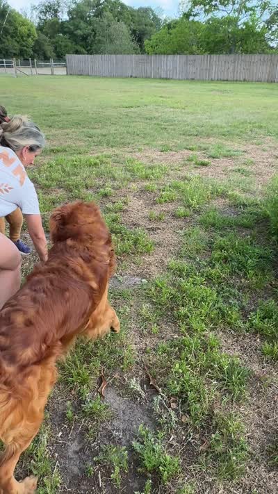 Mr. Tomato, a male Golden Retriever for sale in Spring Hill, FL – 8 of 9