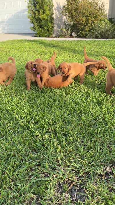 Mr. Tomato, a male Golden Retriever for sale in Spring Hill, FL – 7 of 9