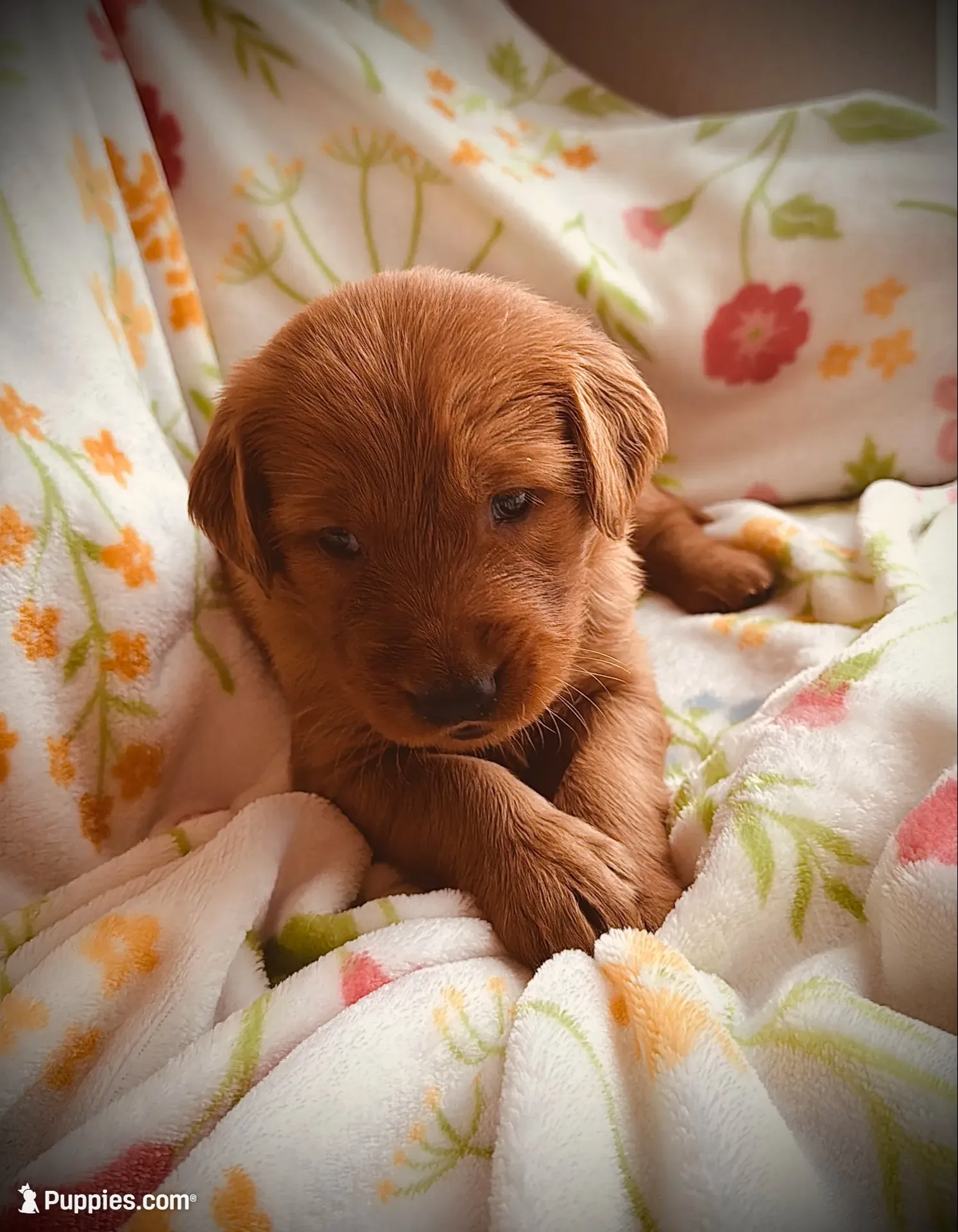 Miss. Strawberry Rose, a female Golden Retriever for sale in Spring Hill, FL – 2 of 10
