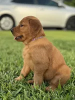 Mr. Tomato, a male Golden Retriever for sale in Spring Hill, FL – 4 of 9