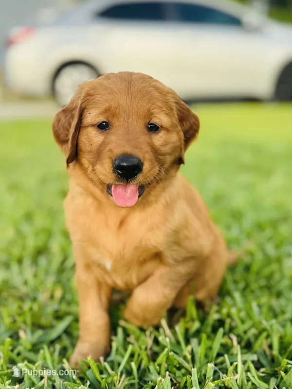 Mr. Tomato – Golden Retriever puppy for sale in Spring Hill, FL