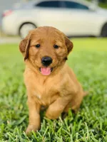 Mr. Tomato, a male Golden Retriever for sale in Spring Hill, FL – 1 of 9