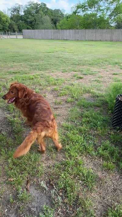 Mr. Churro, a male Golden Retriever for sale in Spring Hill, FL – 6 of 6