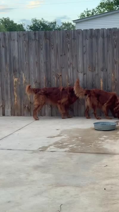 Miss. Strawberry Rose, a female Golden Retriever for sale in Spring Hill, FL – 10 of 10