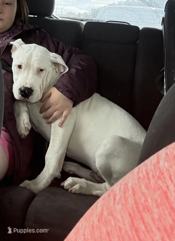 Reuger – Dogo Argentino puppy for sale in Colby, WI