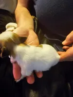 Sugar , a female Maltese and Pekingese for sale in Mountain View, AR – 8 of 10