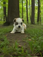 Boss, a male Maltese and Pekingese for sale in Mountain View, AR – 8 of 10
