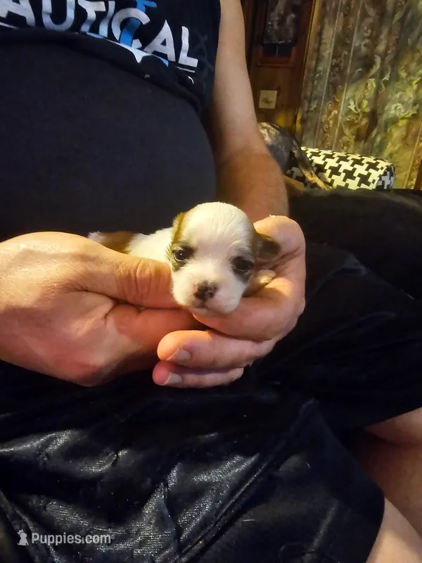 Cookie – Maltese, Pekingese puppy for sale in Mountain View, AR