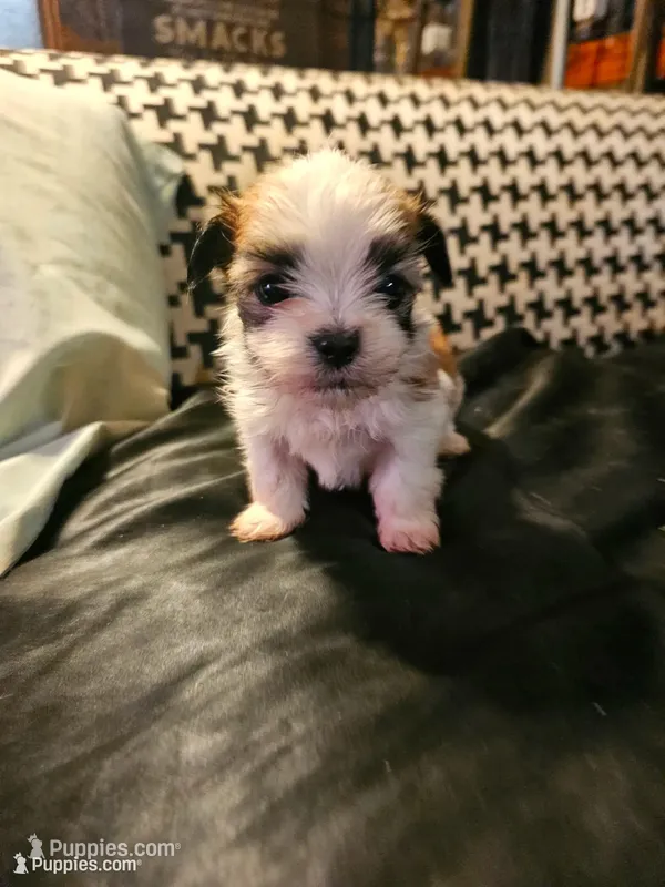 Boss – Maltese, Pekingese puppy for sale in Mountain View, AR