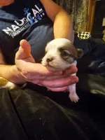 Boss, a male Maltese and Pekingese for sale in Mountain View, AR – 3 of 8