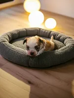 Boss, a male Maltese and Pekingese for sale in Mountain View, AR – 5 of 10