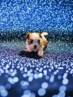 Boss, a male Maltese and Pekingese for sale in Mountain View, AR – 3 of 10