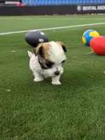 Boss, a male Maltese and Pekingese for sale in Mountain View, AR – 9 of 10