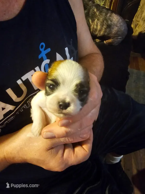 Boss – Maltese, Pekingese puppy for sale in Mountain View, AR