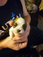 Boss, a male Maltese and Pekingese for sale in Mountain View, AR – 1 of 10