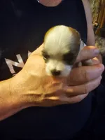 Boss, a male Maltese and Pekingese for sale in Mountain View, AR – 5 of 8