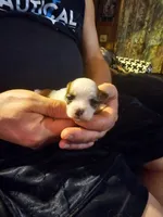 Cookie, a female Maltese and Pekingese for sale in Mountain View, AR – 6 of 10