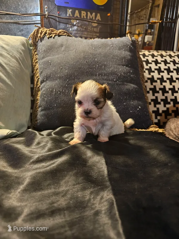 Sugar  – Maltese, Pekingese puppy for sale in Mountain View, AR