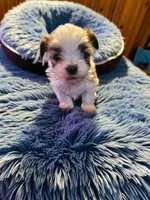 Boss, a male Maltese and Pekingese for sale in Mountain View, AR – 7 of 10