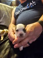 Sugar , a female Maltese and Pekingese for sale in Mountain View, AR – 7 of 10