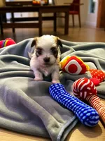 Boss, a male Maltese and Pekingese for sale in Mountain View, AR – 4 of 10